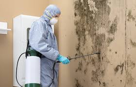 Professional Mold Remediation in Carthage, MS